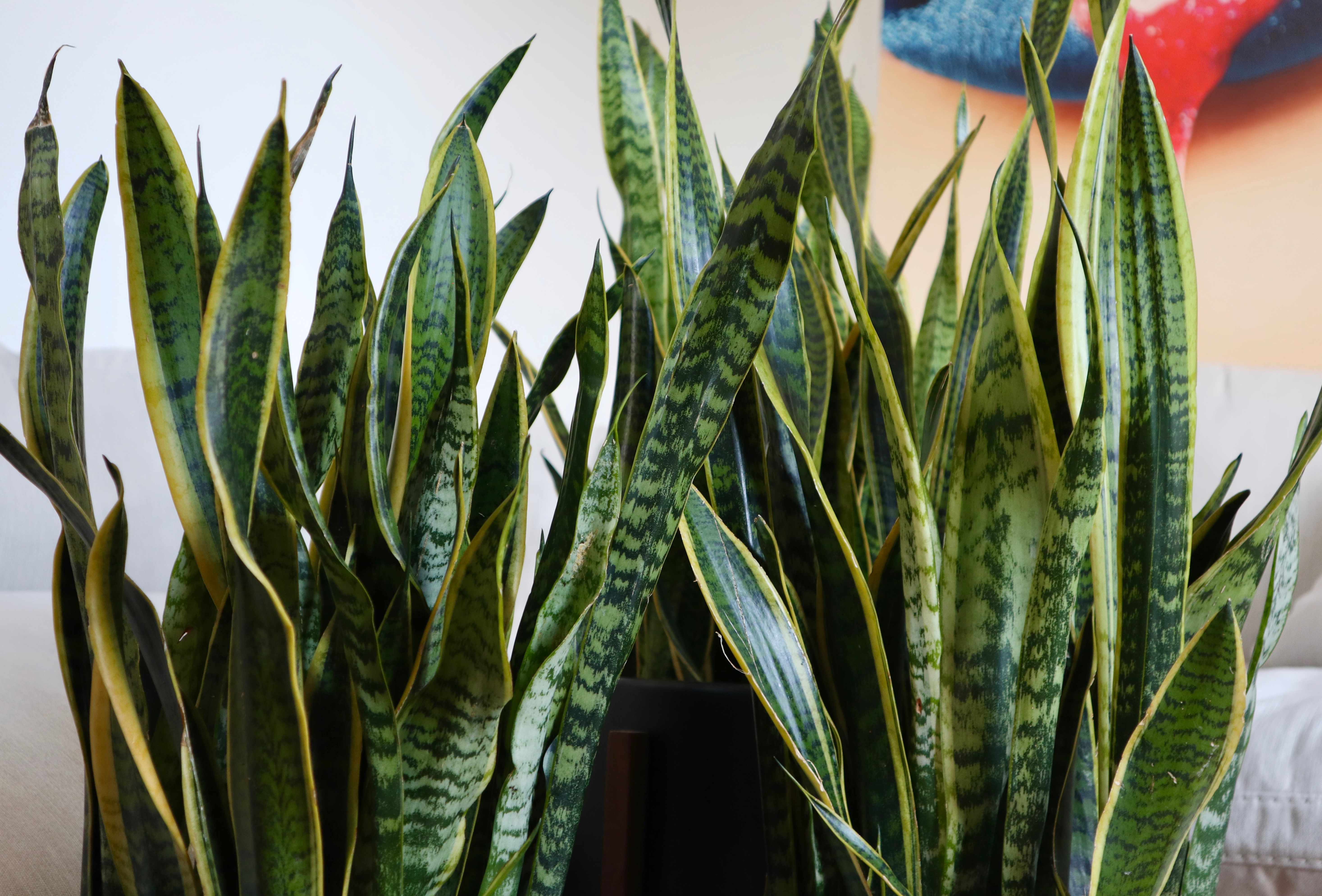 Air Purifying Plants 🌿 by Chia Habte The Potted Earth Co.®