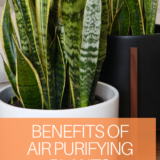 Air purifying plants add more to your home than just decor