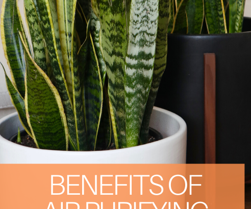 Air purifying plants add more to your home than just decor