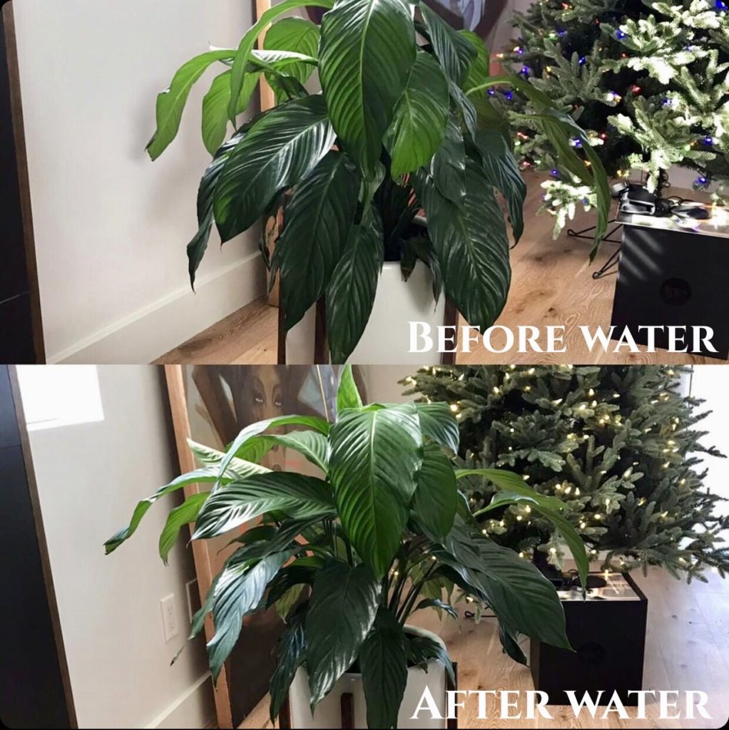 air purifying plant
