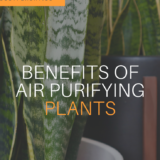 Air purifying plants add more to your home than just decor