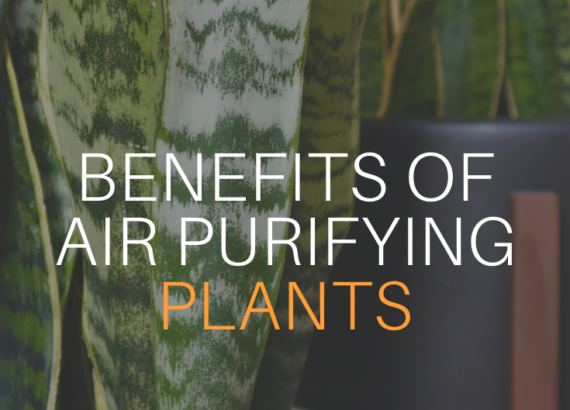 Air purifying plants add more to your home than just decor