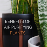 Air purifying plants add more to your home than just decor