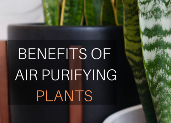 Air purifying plants add more to your home than just decor